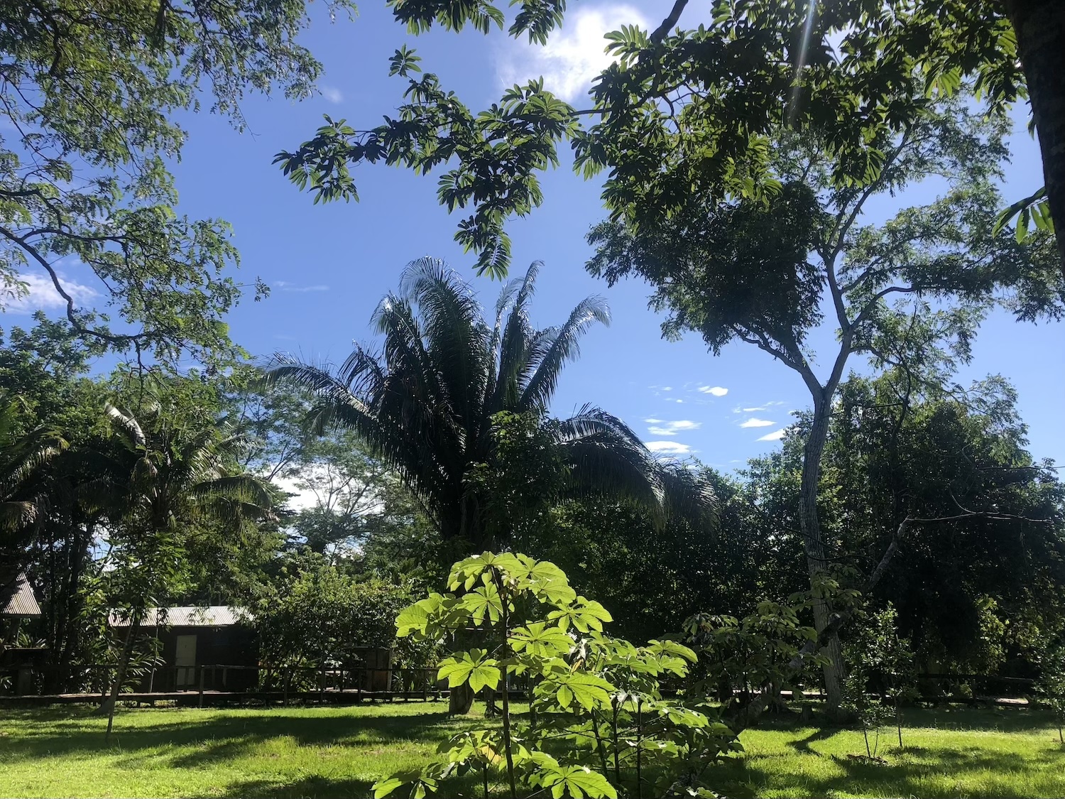 Howler Monkey Resort's walkway towards Cabins